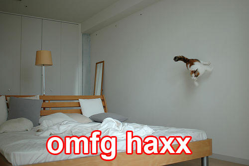 Wallwalking cat